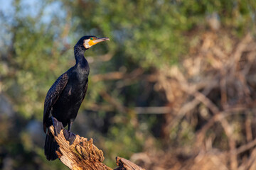 Great Cormorant stands on a branch. Beautiful wild bird from Kerkini lake in Greece.