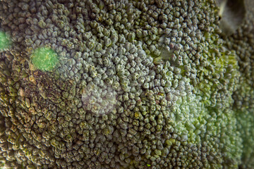 Close up of Broccoli with beautiful sunlight 
