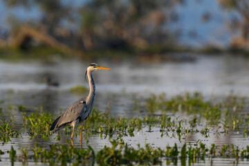 The Grey heron standing in the shallow water of the Kerkini lake. A wild bird from Greece.