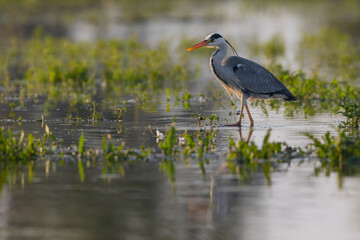 The Grey heron standing in the shallow water of the Kerkini lake. A wild bird from Greece.