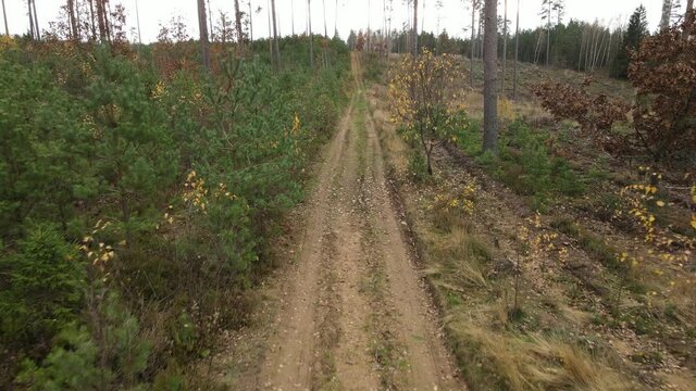 Drone view of the forest and tree tops, road and blue sky, on an autumn day in bad weather