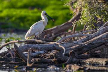 Eurasian spoonbill stands in its nest. Nesting spoonbill from Kerkini lake in Greece.