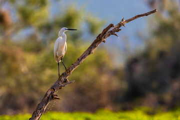 The little egret stands on a branch. Beautiful white egret in its natural environment of Kerkini lake in Greece.