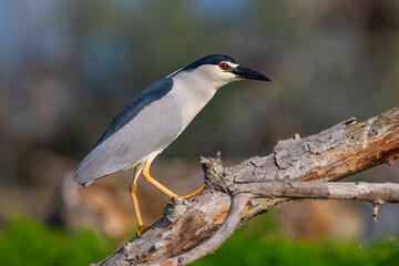 The black-crowned night heron stands on a branch. Night heron from Kerkini lake in Greece.