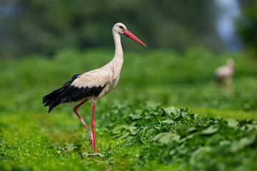 White stork stands in green field. Ciconia ciconia from Kerkini lake in Greece.