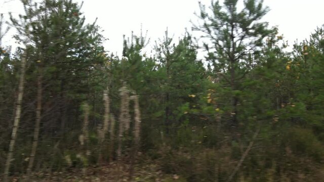Drone view of the forest and tree tops, road and blue sky, on an autumn day in bad weather