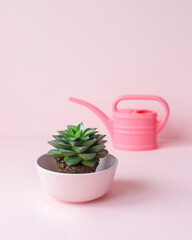 A woman's hand holds a pink watering can and waters a houseplant in a light pot on a pink background, care of houseplants and flowers, home gardening for beauty in the interior and outdoors
