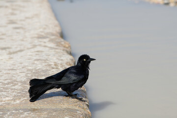 Corvus corax