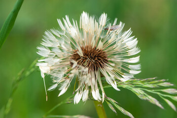 Close-up white wet air dandelion with a lot of details in spring in meadow with seeds after rain...