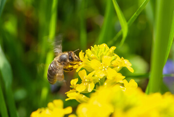 Close up bee .in flight with flapping wings on yellow rocket or winter cress in meadow