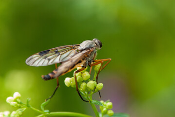 Close-up mosquito sitting on a flower in meadow in summer in Alps