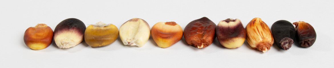 Peruvian corns varieties. Multi colored grains. Granada, Koshi, Panty, Chaminco, Kulli, Yahuar, Misasara, Pucasacsa, Huina, Pucachullpi,Capuli 