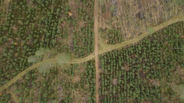 Drone view of the forest and tree tops, road and blue sky, on an autumn day in bad weather