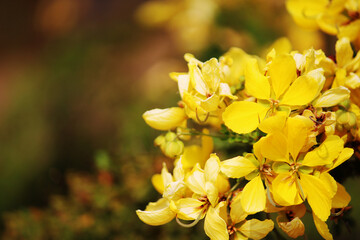 Senna Surattensis Flowers with Copy Space.