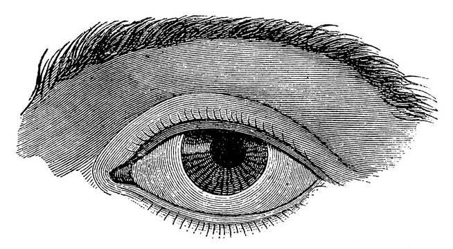 Eyelids with normally set eyelashes. Illustration of the 19th century. Germany. White background.