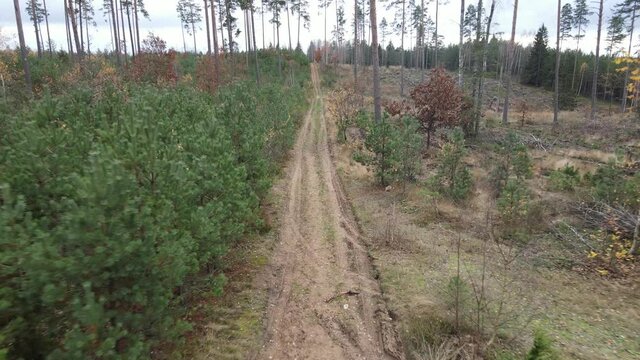 Drone view of the forest and tree tops, road and blue sky, on an autumn day in bad weather