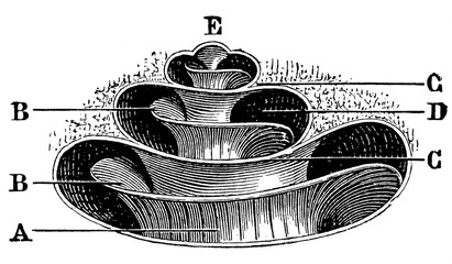 Oblique cross section of the Cochlea. Illustration of the 19th century. Germany. White background. © Sergey Kohl