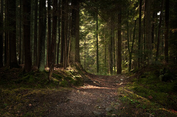 Obraz premium Leśna droga.