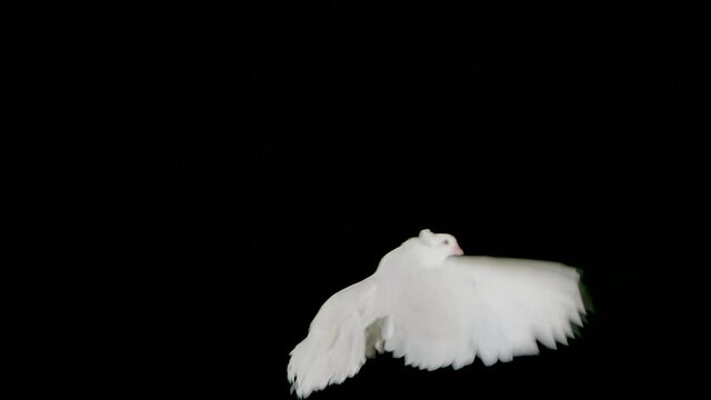Beautiful dove with white plumage flies in the studio on a black background. Isolated bird flaps its wings in the air. The circus pigeon hovers close up in slow motion.