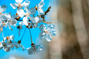Spring blossom against a bright blue sky