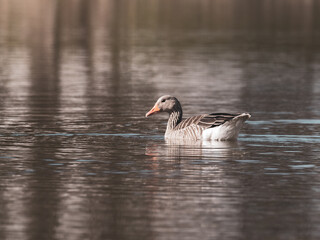 gray goose swims on the water of a lake