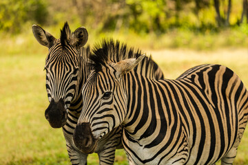 Zebra couple standing together in the great African grassland