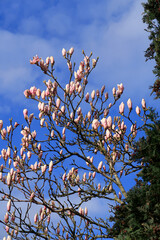 Beautiful flowers of the Magnolia tree set against a blue cloudy sky