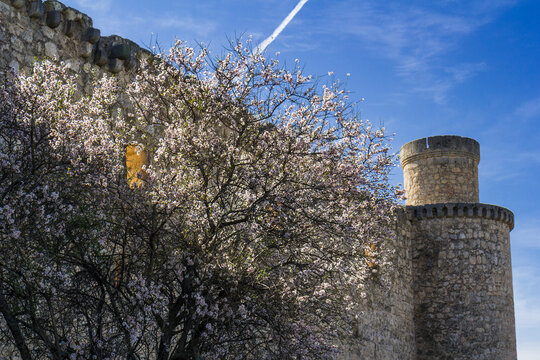 Flowering tree next to Barcience castle, Spain