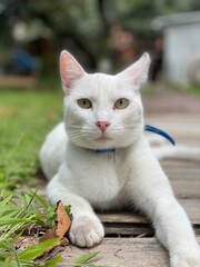 white cat on the grass