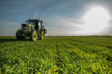 Tractor spreading artificial fertilizers in wheat field