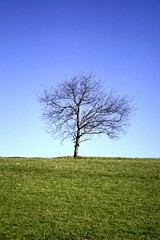 Single walnut tree on the top of hill photographed with filters