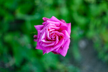 pink rose with green background  in garden