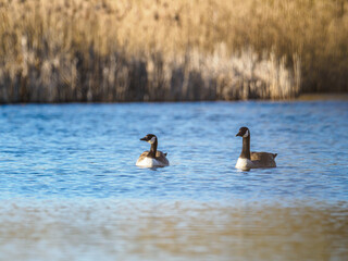 on the blue water of a lake swim some wild geese