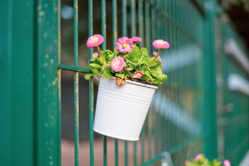 on a green fence hang white flower pots planted with spring plants