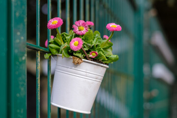on a green fence hang white flower pots planted with spring plants