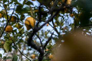 lemons on a tree