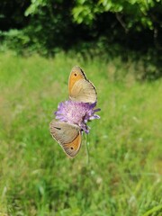 butterflies on a flower