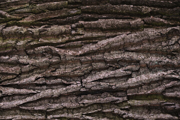 Embossed texture of oak bark. Close-up. High quality photo