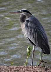 Blue heron fishing by a river