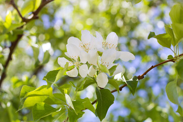 Beautiful blooming apple trees in spring park close up. Spring flowering apple tree branches in a soft background.