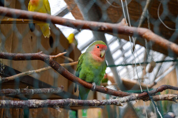 Сlose up of a parrot in the zoo