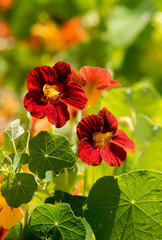 nasturtium flowers full sun at spring
