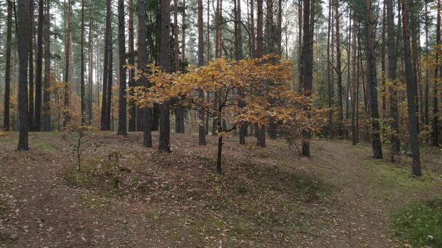 Drone view of the forest and tree tops, road and blue sky, on an autumn day in bad weather
