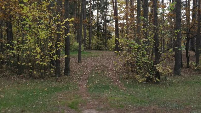Drone view of the forest and tree tops, road and blue sky, on an autumn day in bad weather
