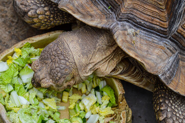 Naklejka premium Turtle is eating, the zoo