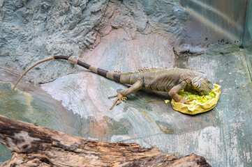 iguana on the rock in the zoo