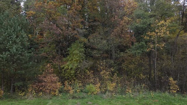 Drone view of the forest and tree tops, road and blue sky, on an autumn day in bad weather