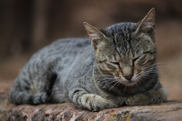 Sleeping cat © Tanvayee