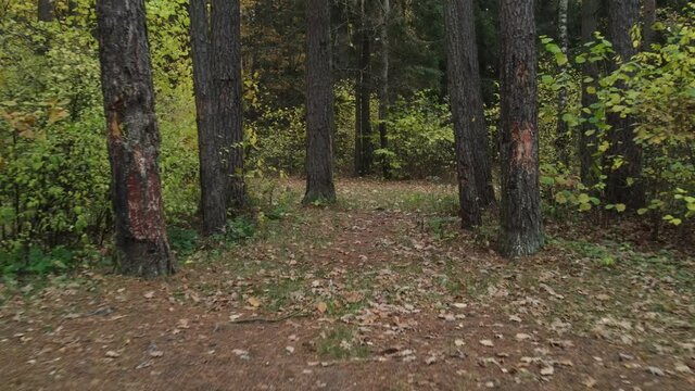 Drone view of the forest and tree tops, road and blue sky, on an autumn day in bad weather