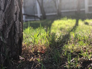 grass in the park